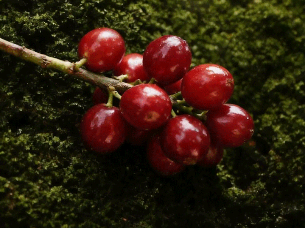 Ripe coffee cherries on a branch ready for harvest, showing the origin stage of coffee production