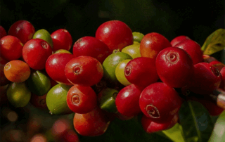 Colombian coffee cherries on the branch, showing red ripe and green unripe fruit at a high-altitude farm in Colombia