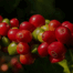 Colombian coffee cherries on the branch, showing red ripe and green unripe fruit at a high-altitude farm in Colombia