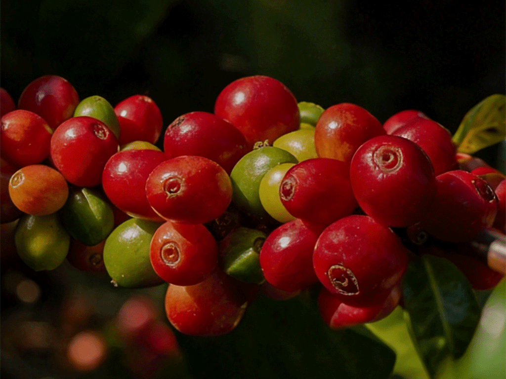 Understanding_Colombian_Coffee_Characteristics_1 Colombian coffee cherries on the branch, showing red ripe and green unripe fruit at a high-altitude farm in Colombia