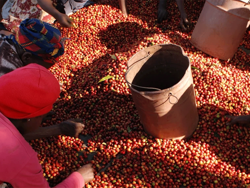 Coffee farmers hand-sorting fresh coffee cherries at a smallholder farm in Colombia