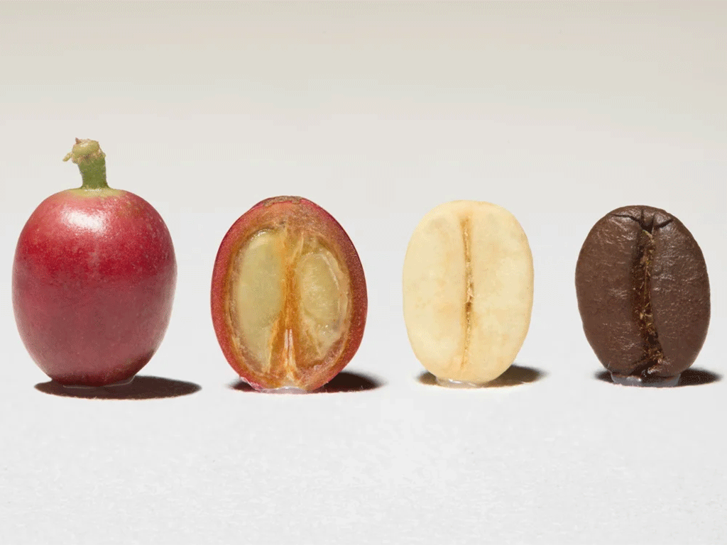 Coffee cherry transforming through processing and roasting stages into a roasted coffee bean, illustrating the journey from farm to cup and flavor development.