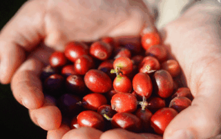 Guatemalan Coffee Guide for Roasters