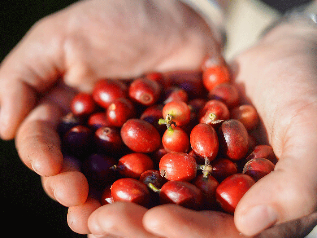 Fresh Guatemalan coffee cherries in farmers’ hands Guatemalan Coffee Guide for Roasters