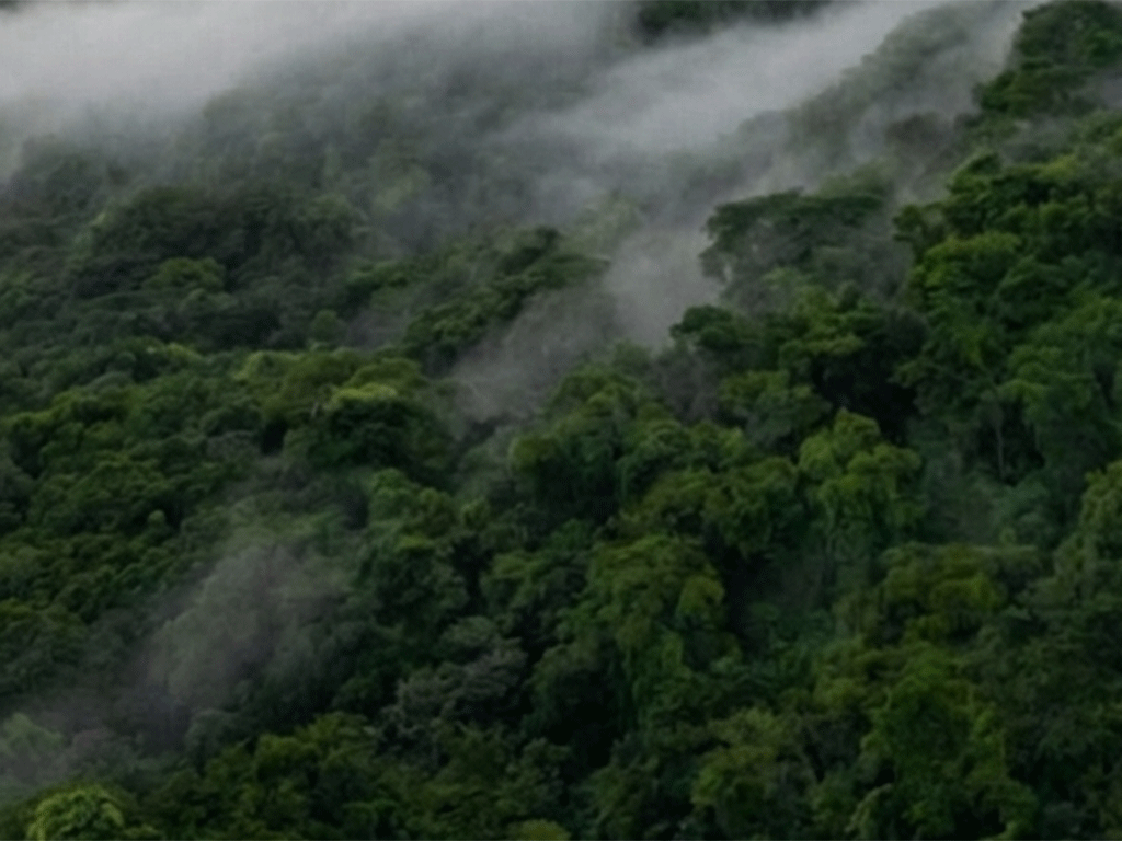 Misty highland forest in a Guatemalan coffee growing region