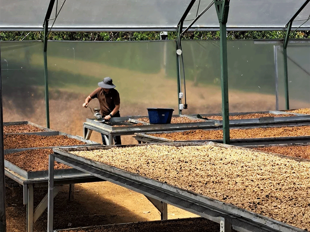 processed coffee beans drying on raised beds at a coffee farm