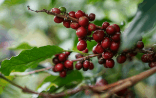 ripe coffee cherries on a coffee plant for single origin coffee article