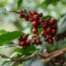 ripe coffee cherries on a coffee plant for single origin coffee article