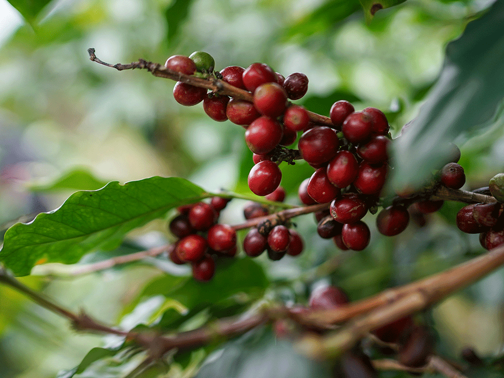 What_Is_Single_Origin_Coffee_1 ripe coffee cherries on a coffee plant for single origin coffee article
