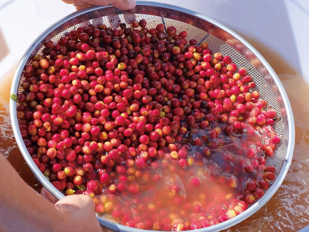 specialty coffee cherries being washed during post harvest processing