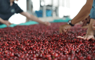 Workers hand-sorting freshly harvested red coffee cherries on a raised drying bed during natural coffee processing