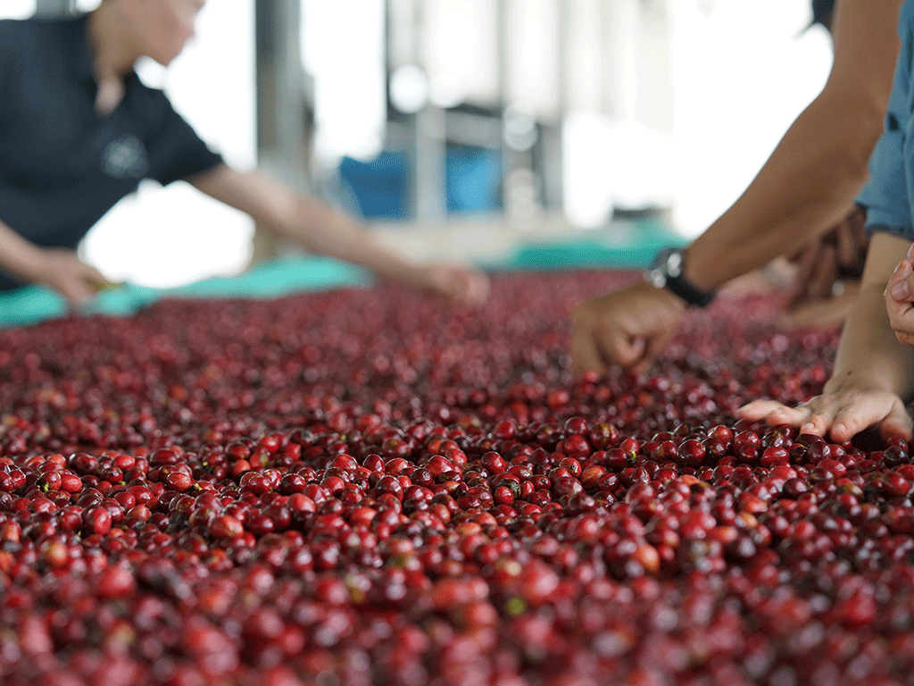 Natural_Coffee_vs_Washed_Coffee_Processing_1 Workers hand-sorting freshly harvested red coffee cherries on a raised drying bed during natural coffee processing