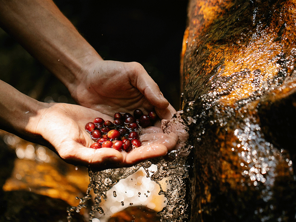 Hands holding red coffee cherries under flowing water during washed coffee processing at origin