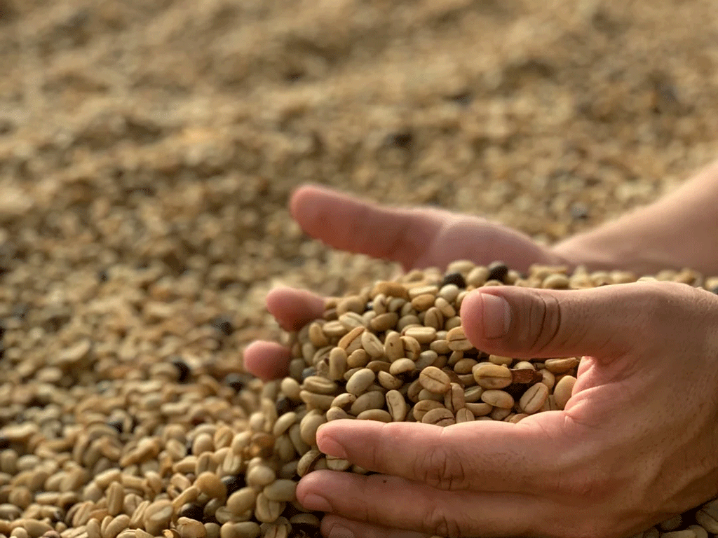 Green coffee beans drying on a raised bed after washed processing, with hands scooping beans