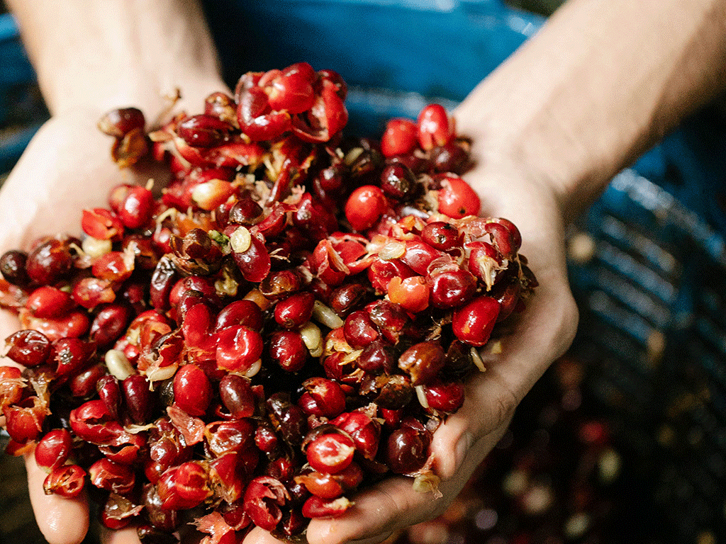coffee waste from coffee cherry processing including coffee pulp and husks