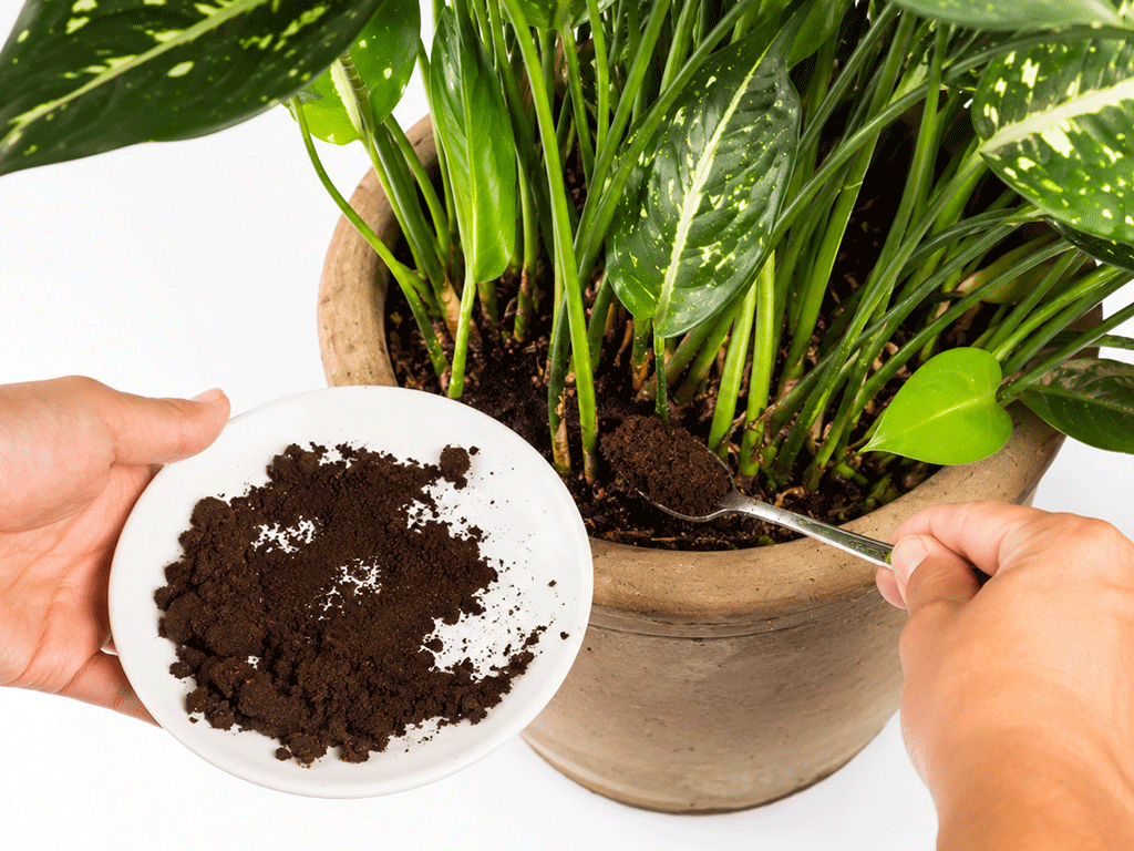 spent coffee grounds used for composting and soil improvement