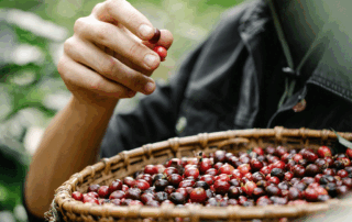 Coffee farmer hand picking ripe coffee cherries during fair trade coffee harvesting