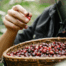 Coffee farmer hand picking ripe coffee cherries during fair trade coffee harvesting