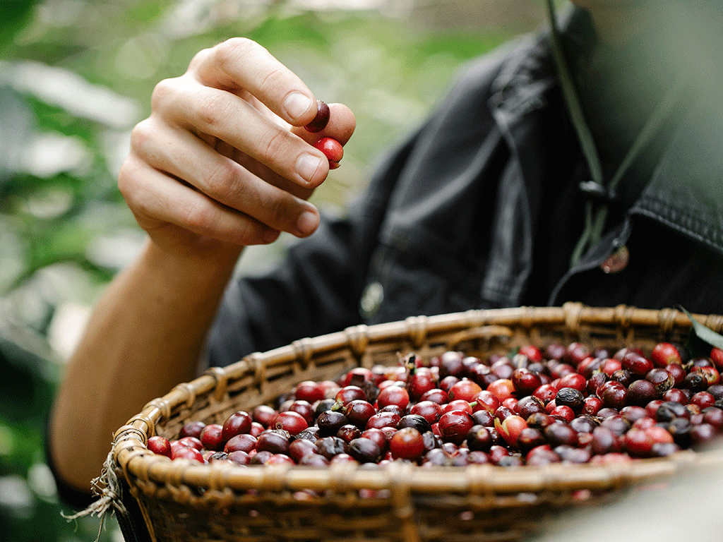 Should_Coffee_Roasters_Source_Fair_Trade_Certified_Coffee_1 Coffee farmer hand picking ripe coffee cherries during fair trade coffee harvesting