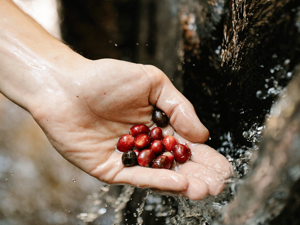 Coffee farmers washing harvested coffee cherries during responsible coffee production