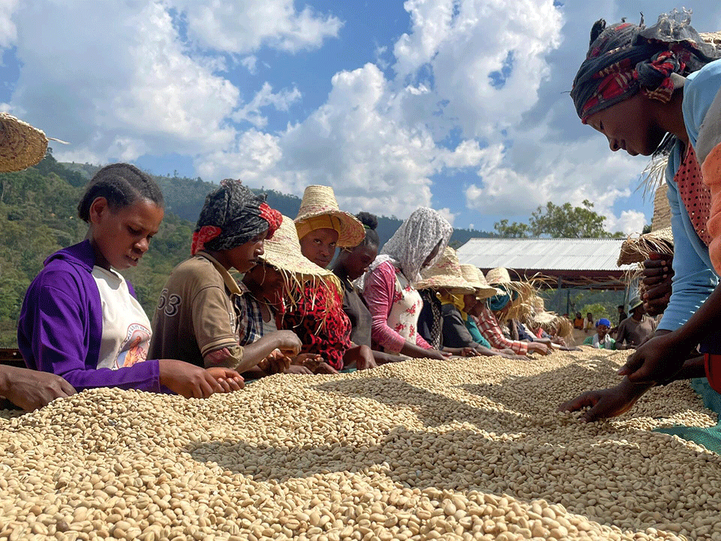 Coffee farmers sorting coffee beans during post harvest processing