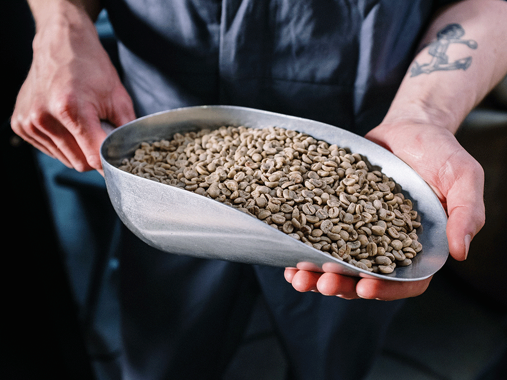 Hands holding a scoop of green coffee beans – coffee bean preparation